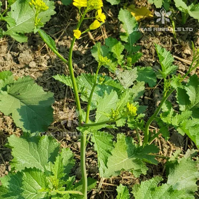 AVIS Ayurthi Enduring Syrup