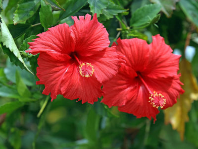 Semparuthi