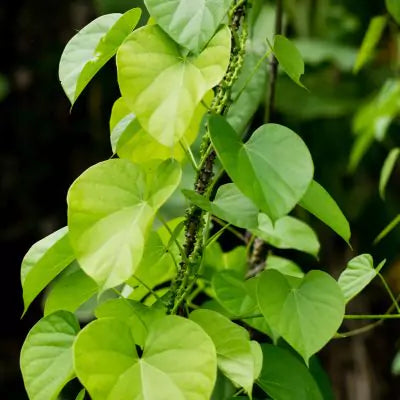 Guduchi 