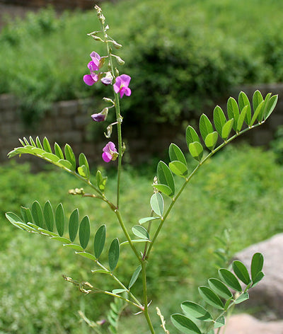 Embelia_ribes_