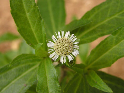 Bhringaraja