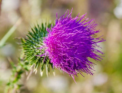 Kushta (Saussurea Lappa)