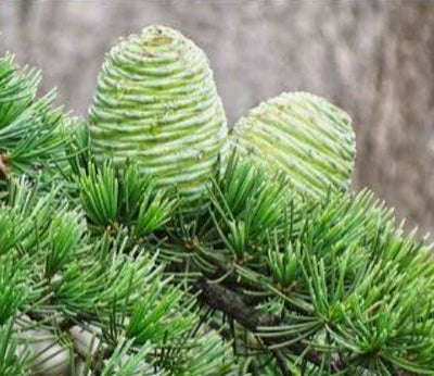 Cedrus Dedodra