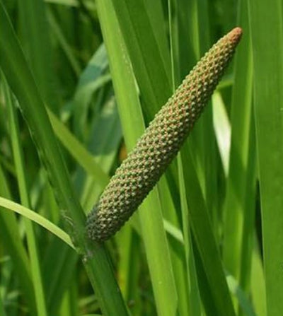 Acorus Calamus