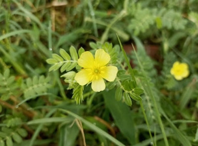 Goksura