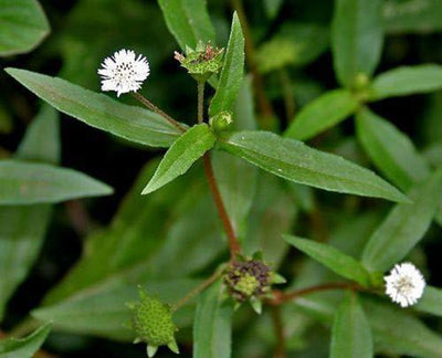 Bhringraj