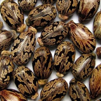 Castor Oil Seed