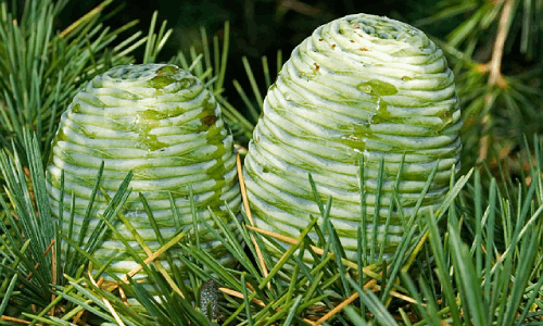 Joint Mukthi Therapy Kit image 4