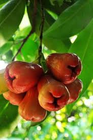 Jambu 