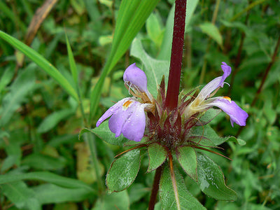 Kokilaksha