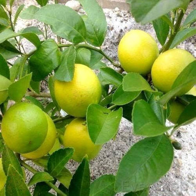 Lemon