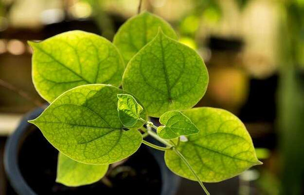 Joint Mukthi Therapy Kit image 3