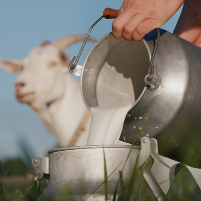 Cow Milk